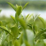 The Garden Ritual Daily Wellness from Soil to Soul