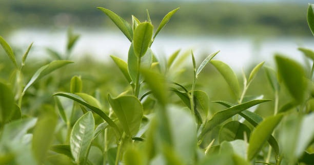 The Garden Ritual Daily Wellness from Soil to Soul